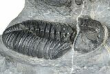 Two Huge Phacopid (Drotops) Trilobite - Issoumour, Morocco #365712-5